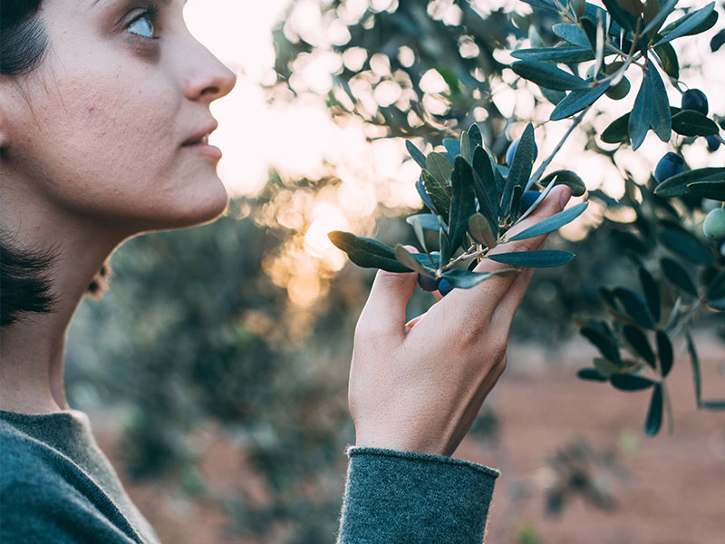 Study spanish - Español entre olivares